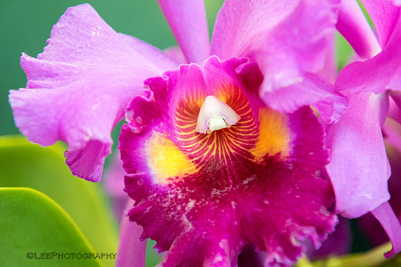 Hot Pink Orchid