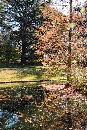 Fall Foliage