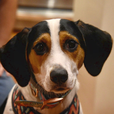 Meet Betsy