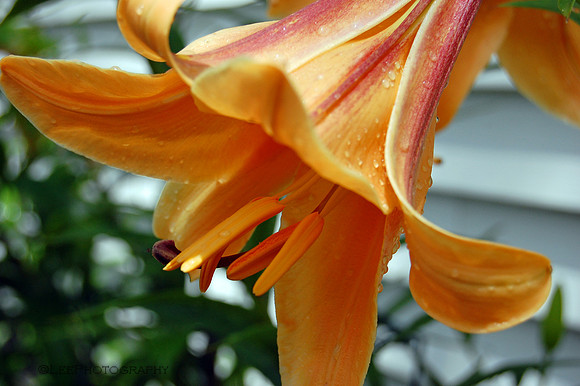 Orange Trumpet Lily