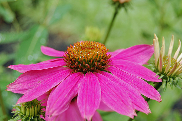 Coneflower Deep Pink