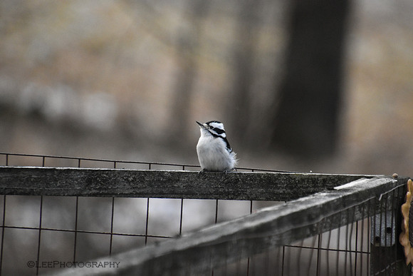 Female Downy Woodpecker