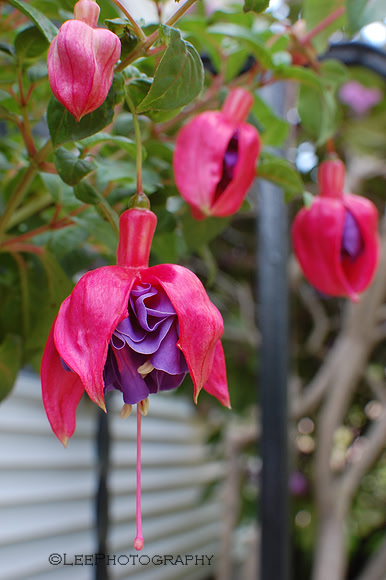 Fuchsia in Summer