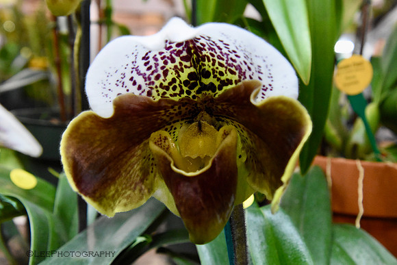 Orchid Mania