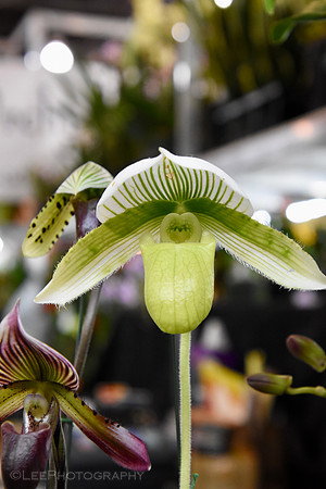 Orchid Mania