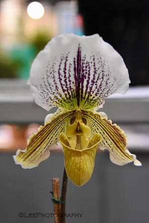 Orchid Mania