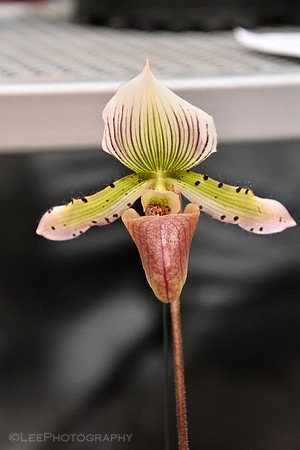 Orchid Mania