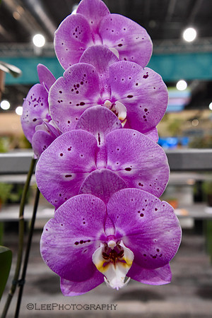 Orchid Mania