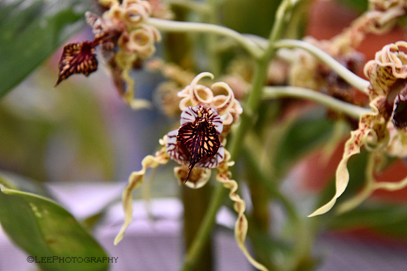 Orchid Mania