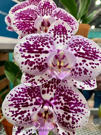 Orchid Mania