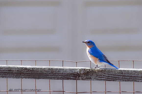 Eastern Bluebird