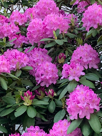Rhododendron Fill The Frame