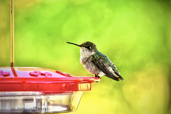 Hummingbird Poses