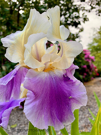 Beautiful Bicolor Iris