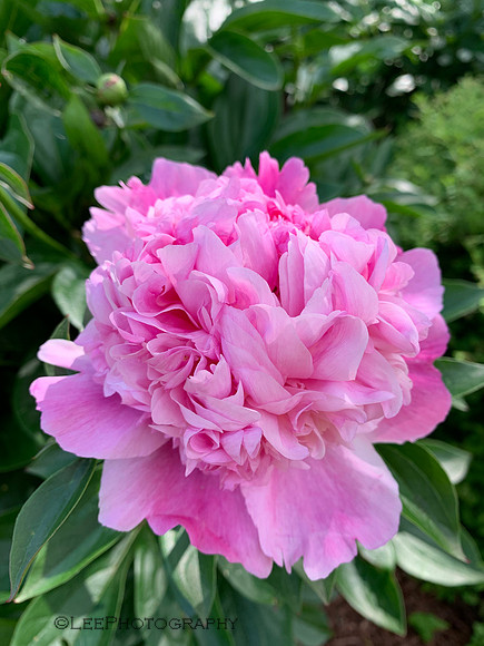 Pretty Peony