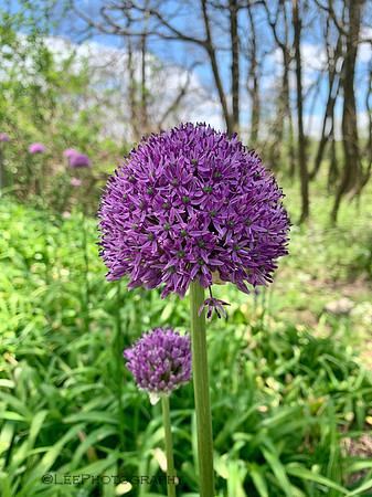 Giant Allium