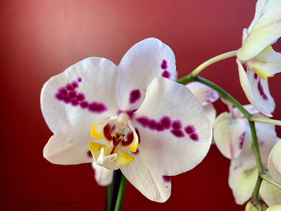 Another Fabulous Orchid
