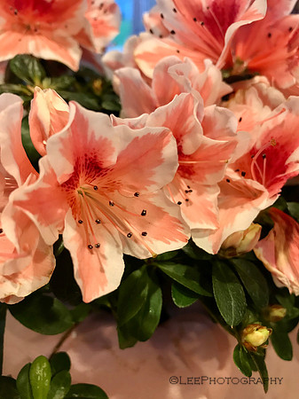 Coral Azalea
