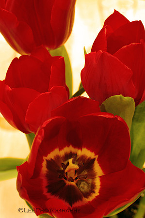 Tulips Like A Painting