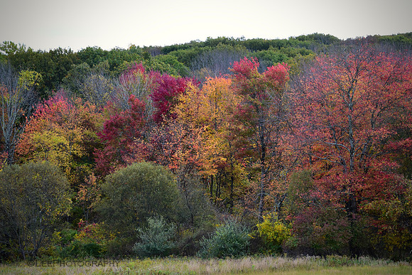 Fall Treeline