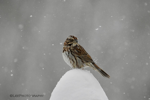 Birds Brave Winter Storm