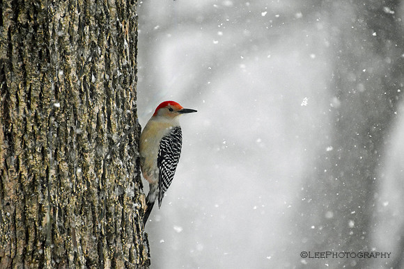 woodpeckers