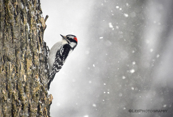 Woodecker Braves Winter Snow