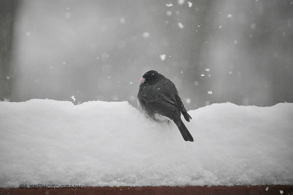 Birds Brave The Winter Storm
