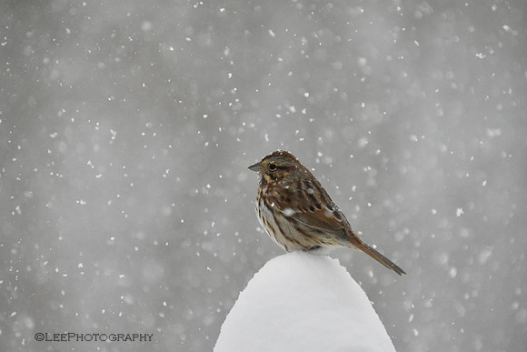 Birds Brave Winter Storm
