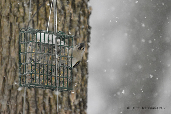 Birds Brave Winter Snow