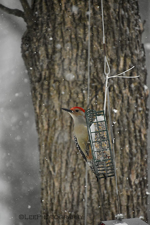 Woodpecker Braves Winter Snow