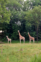 Three Giraffes
