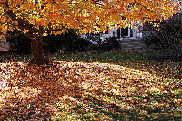 Trees Are Changing Color
