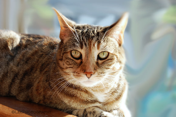 Groovy Kitty
