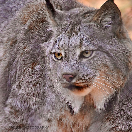 Lakota Wildlife Preserve