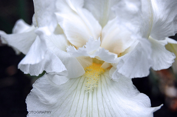 Iris,  White "Immortality"