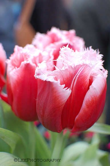 Parrot Tulip