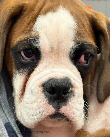 Puppy Dog Eyes