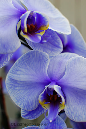 Orchid, Purple
