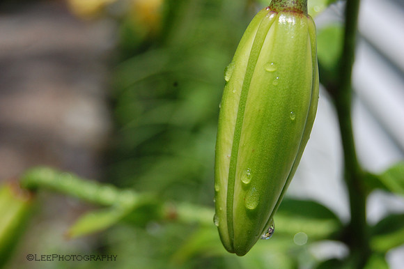 Lily Bud
