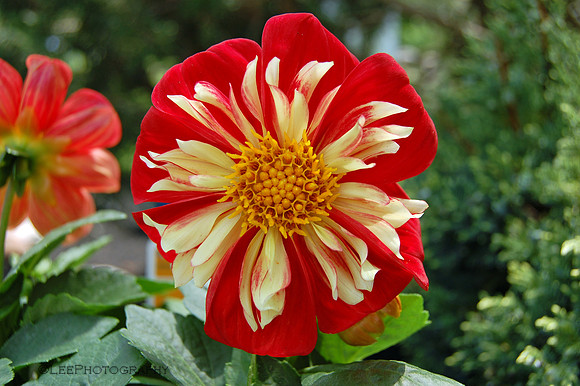 Happy Dahlia