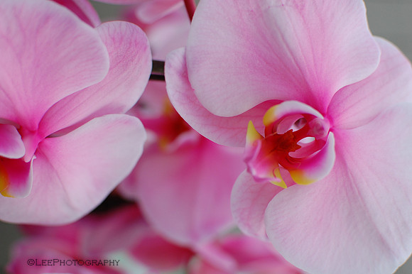 Orchid, Pink