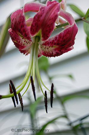 Butterfly Lily