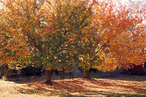 Trees Are Changing Color