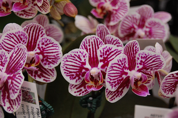 Orchid, Pink & White