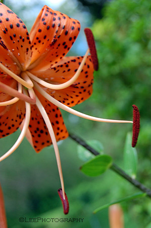 Tiger Lily