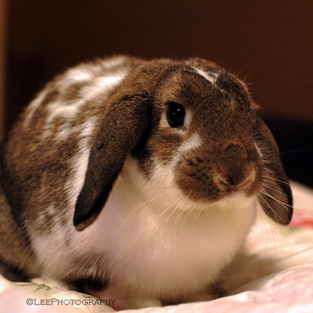 Bunny Poses