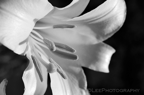Casablanca Lily