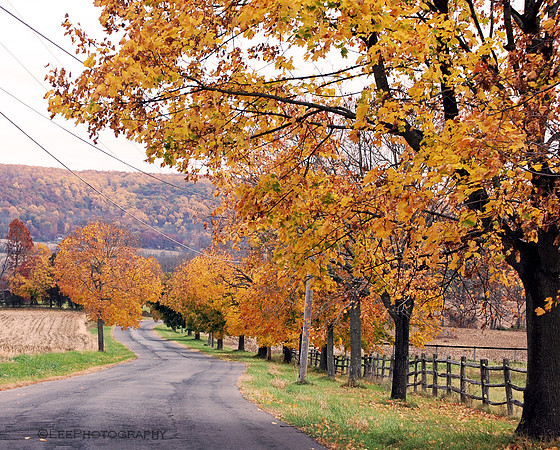 Country Road in Fall