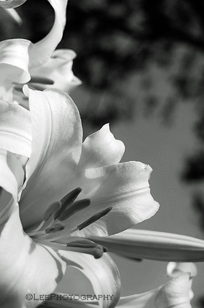 Two Lilies
